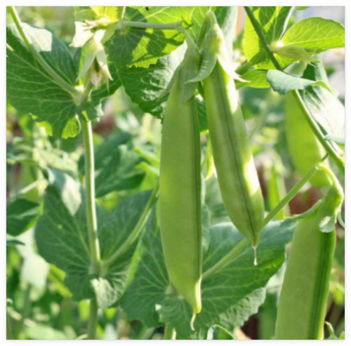Cascadia- Pea Seeds, Open pollinated, Heirloom, Non-GMO, Easy Grow