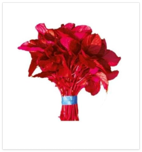 Red Amaranth (Lal Shak) Seeds – Altapeti Seeds for Planting