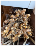 Organic Fresh Turmeric Roots/US Grown for Juicing Spices Planting -7 oz
