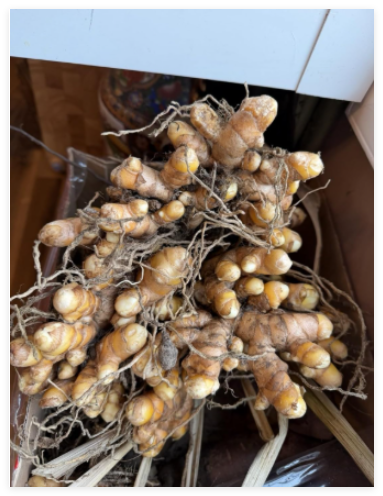 Organic Fresh Turmeric Roots/US Grown for Juicing Spices Planting -7 oz
