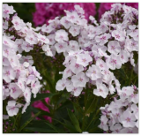 Party Girl Phlox Seeds for Garden Planting