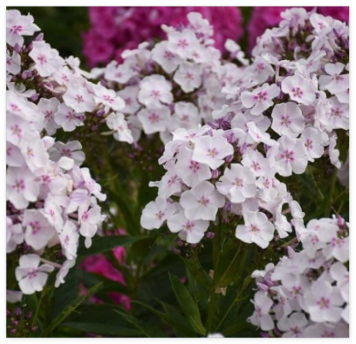 Party Girl Phlox Seeds for Garden Planting