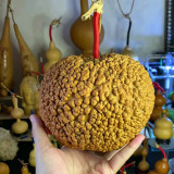 Man Tian Xing Gourd Seeds – Easy-to-Grow Ornamental Variety, Sun-Loving, Beginner-Friendly, Natural Home Decor