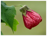 Abutilon pictum RED Flowering Maple
