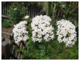 Valeriana Officinalis Seeds - Valerian Medicinal Plant - Heliotrope