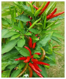 Tien Tsin Chinese Hot Pepper Seeds