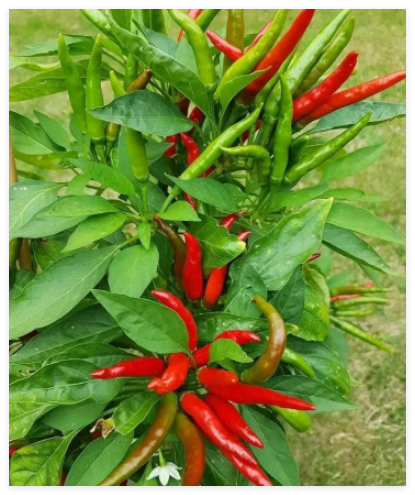 Tien Tsin Chinese Hot Pepper Seeds
