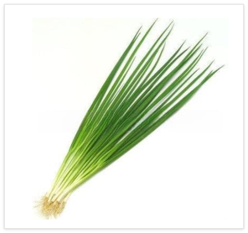Small Shallot Bonsai Vegetable Bonsai Seeds