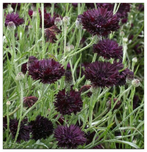 Cornflower/Bachelor Button Black Ball Purple Cut Flowers Non-GMO