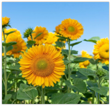 Sunflower Seed: Pro Cut Gold Sunflower Seeds Fresh Seed