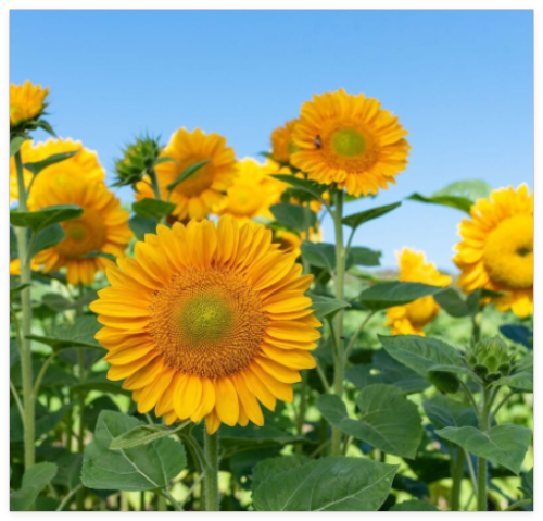 Sunflower Seed: Pro Cut Gold Sunflower Seeds Fresh Seed