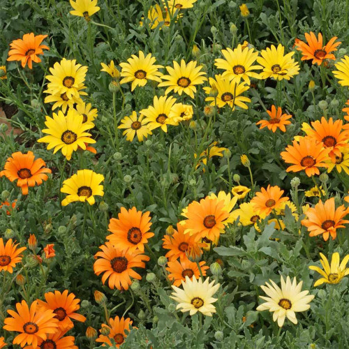 Mixed Colors Namaqualand Daisy Seeds – Dimorphotheca sinuata, Annual Biennial for Rock Gardens & Containers