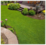 Micro Clover Seeds