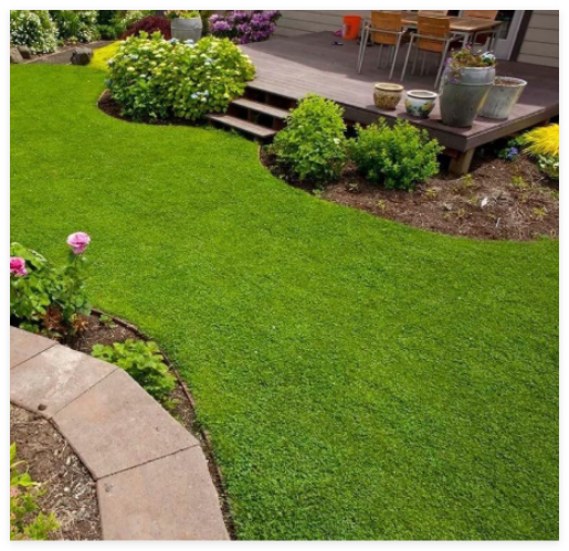 Micro Clover Seeds