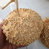 Man Tian Xing Gourd Seeds – Easy-to-Grow Ornamental Variety, Sun-Loving, Beginner-Friendly, Natural Home Decor