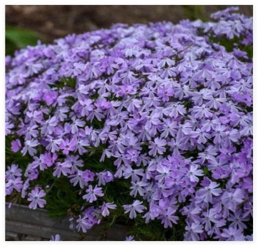 Blue Emerald Creeping Phlox Seeds for Garden