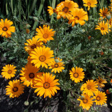 Mixed Colors Namaqualand Daisy Seeds – Dimorphotheca sinuata, Annual Biennial for Rock Gardens & Containers