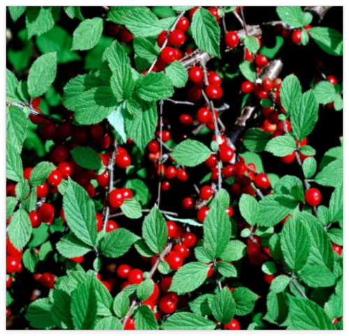 Nanking Chinese Dwarf Cherry Tree Seeds (Prunus tomentosa) Fruit Fast, Hardy