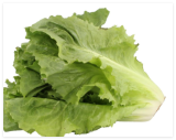 Sugar Loaf Endive Seeds Non-GMO Heirloom, Tracking Included, Urban Gardening