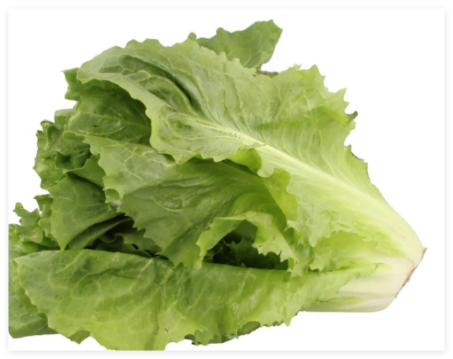 Sugar Loaf Endive Seeds Non-GMO Heirloom, Tracking Included, Urban Gardening