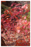 Korean Maple Tree Seeds Acer pseudo sieboldianum