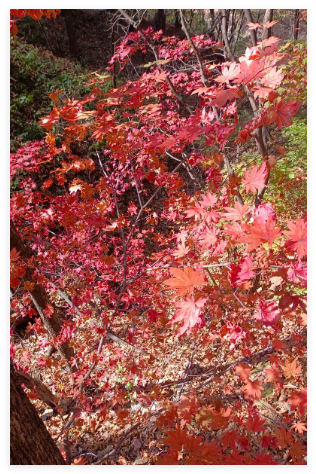Korean Maple Tree Seeds Acer pseudo sieboldianum