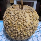 Man Tian Xing Gourd Seeds – Easy-to-Grow Ornamental Variety, Sun-Loving, Beginner-Friendly, Natural Home Decor