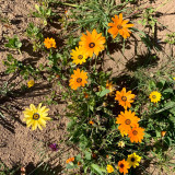 Mixed Colors Namaqualand Daisy Seeds – Dimorphotheca sinuata, Annual Biennial for Rock Gardens & Containers