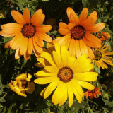 Mixed Colors Namaqualand Daisy Seeds – Dimorphotheca sinuata, Annual Biennial for Rock Gardens & Containers