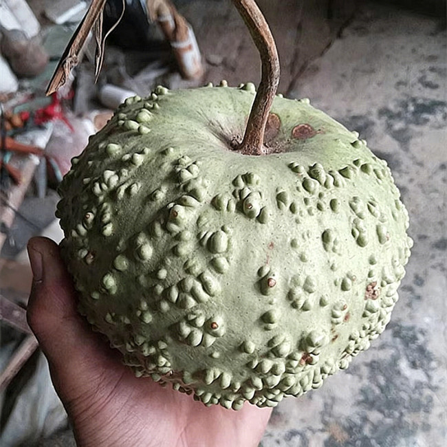 Man Tian Xing Gourd Seeds – Easy-to-Grow Ornamental Variety, Sun-Loving, Beginner-Friendly, Natural Home Decor
