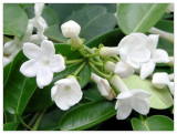 Stephanotis floribunda Madagascar Jasmine Seeds!