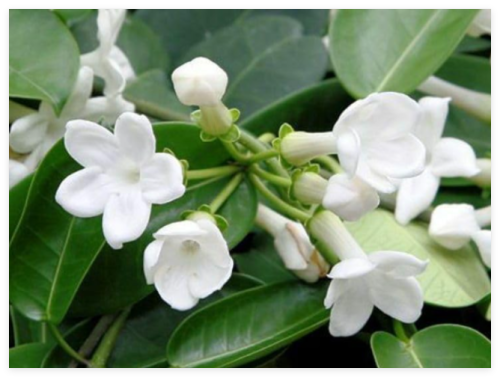 Stephanotis floribunda Madagascar Jasmine Seeds!