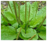 Plantain Seeds PLANTAGO Major herb Garden Perennial TEAS