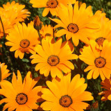 Mixed Colors Namaqualand Daisy Seeds – Dimorphotheca sinuata, Annual Biennial for Rock Gardens & Containers