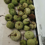 Man Tian Xing Gourd Seeds – Easy-to-Grow Ornamental Variety, Sun-Loving, Beginner-Friendly, Natural Home Decor
