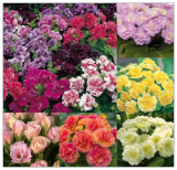 Mixed Perennial Primrose Seeds for Planting-Fragrant Double Primula Auricula