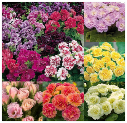 Mixed Perennial Primrose Seeds for Planting-Fragrant Double Primula Auricula
