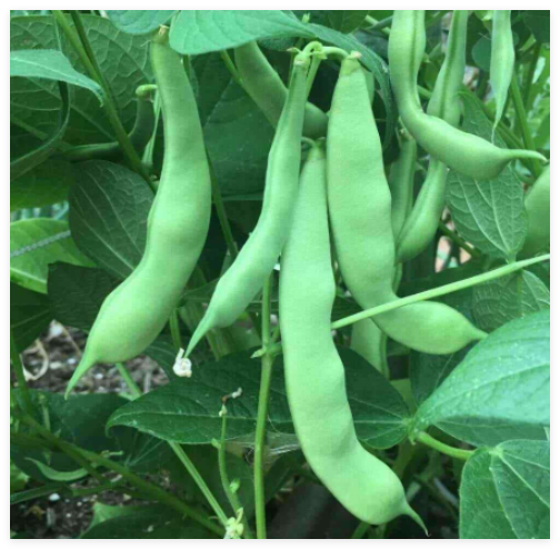 Roma II Bush Green Bean Seeds, Flat Stringless, Non-GMO