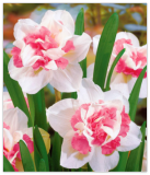 Replete Double Pink Daffodil Bulb, Spectacular Blooms