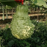 Knobbly Flower Head Gourd Seeds - Easy to Grow, Sun-Loving, Unique Shape, Perfect for Desk & Home Decor