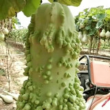 Knobbly Flower Head Gourd Seeds - Easy to Grow, Sun-Loving, Unique Shape, Perfect for Desk & Home Decor