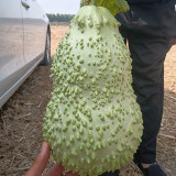 Knobbly Flower Head Gourd Seeds - Easy to Grow, Sun-Loving, Unique Shape, Perfect for Desk & Home Decor
