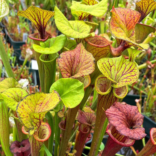 Carnivorous Plants Mixed Seeds - Sarracenia Pitcher Plant Perennial Evergreen, Colorful Spotted Veined Leaves, Easy Grow