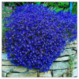 Creeping Thyme Seeds, Blue