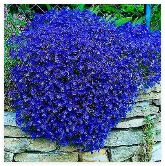 Creeping Thyme Seeds, Blue