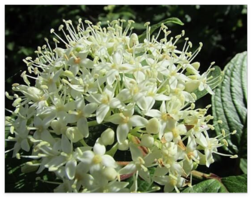 Rhododendron columbianum | Labrador Tea | Seeds