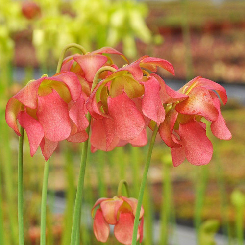 Carnivorous Plants Mixed Seeds - Sarracenia Pitcher Plant Perennial Evergreen, Colorful Spotted Veined Leaves, Easy Grow