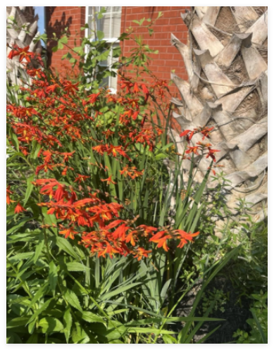 Orange Lucifer/Jochem Crocosmia Bulbs