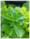 Green Leaf Holy Basil Seeds, Non-GMO, Rama Tulsi, Ayurveda