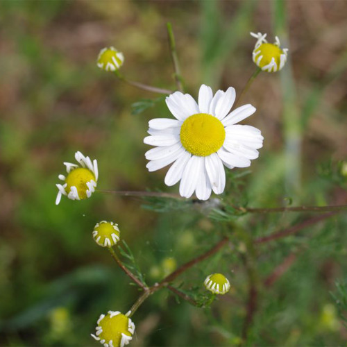German Chamomile Seeds | Matricaria Chamomilla, Annual Herb, White Flowers, Easy Grow for Garden